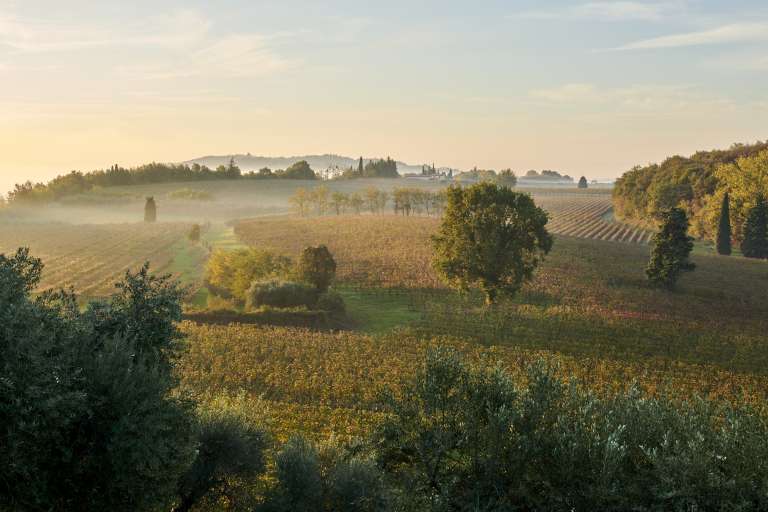 Wein und Geschichte Wein und Geschichte