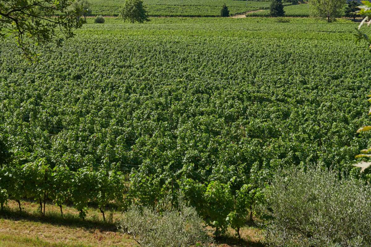 Wir sind Befürworter der biologischen Vielfalt