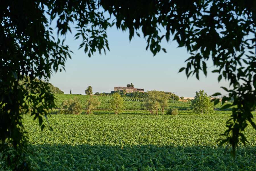 Wein und Geschichte